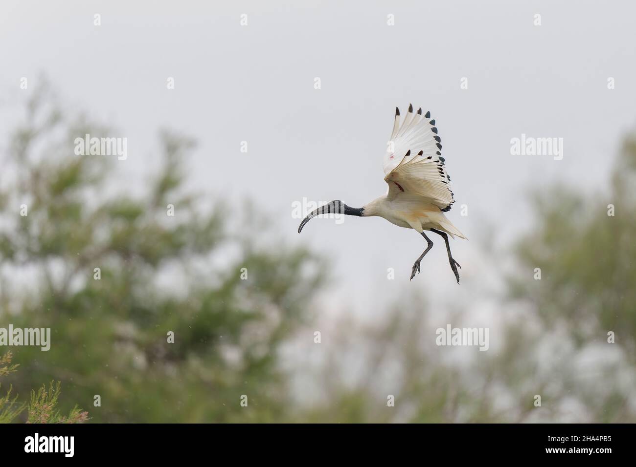 Threskiornis aethiopicus African Sacred Ibis in vista ravvicinata con i piccoli Eretti Foto Stock