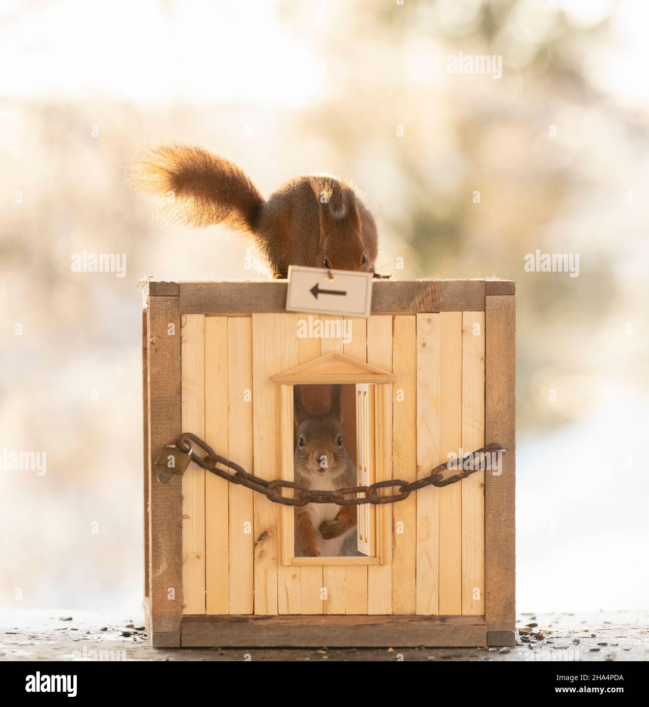 gli scoiattoli rossi sono in piedi dietro una catena in una scatola Foto Stock