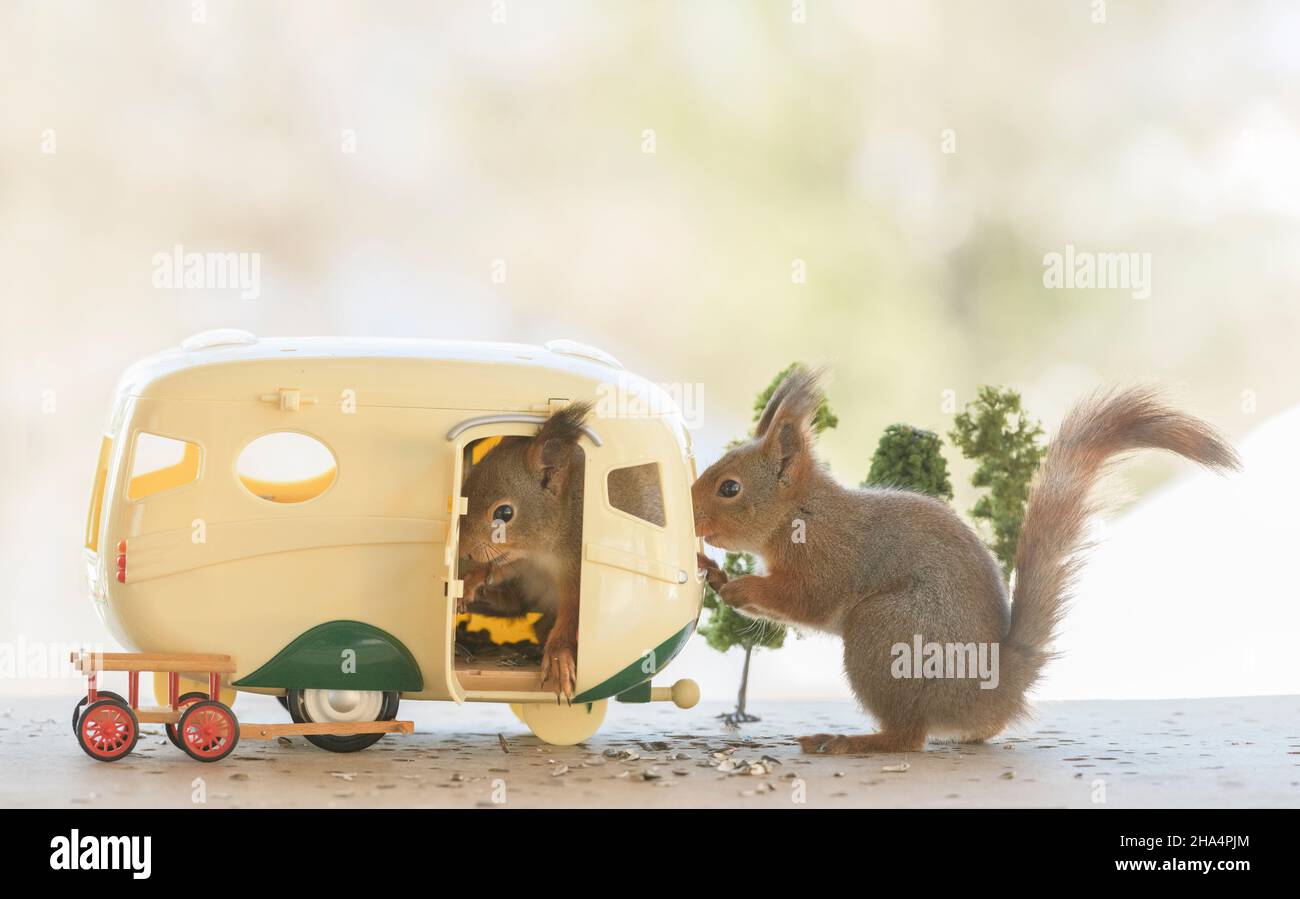 gli scoiattoli rossi sono in piedi in una casa auto Foto Stock