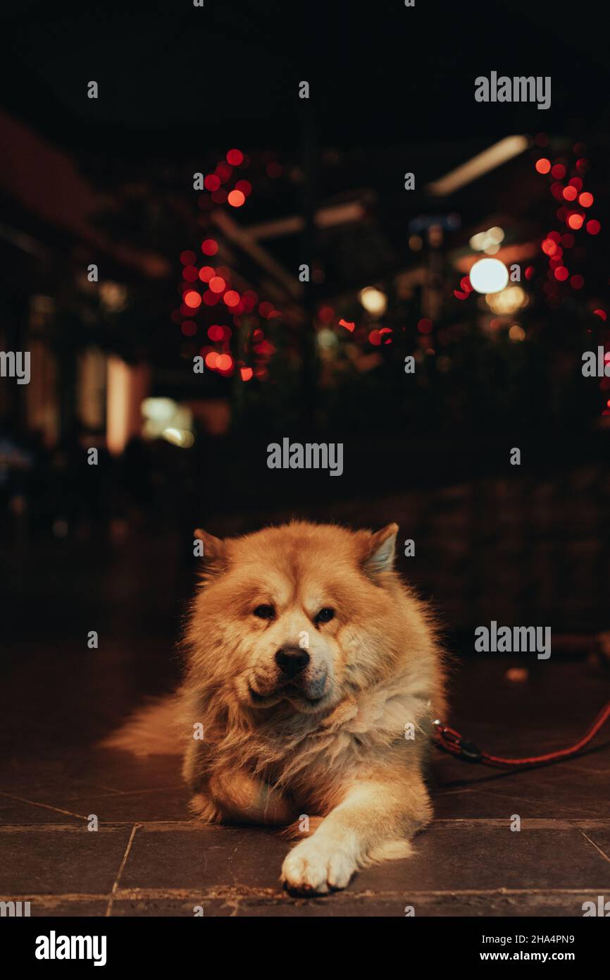 Pedigree rosso soffice cane sdraiato sulla strada con rosso bokeh luci serali Foto Stock
