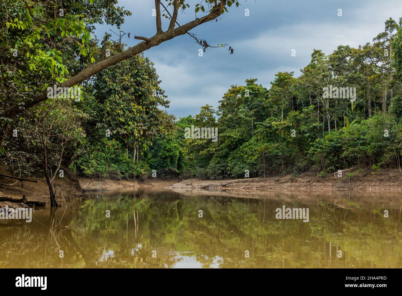 Torrente Sungai Lokan vicino al fiume Kinabatangan, Sabah, Malesia Foto Stock