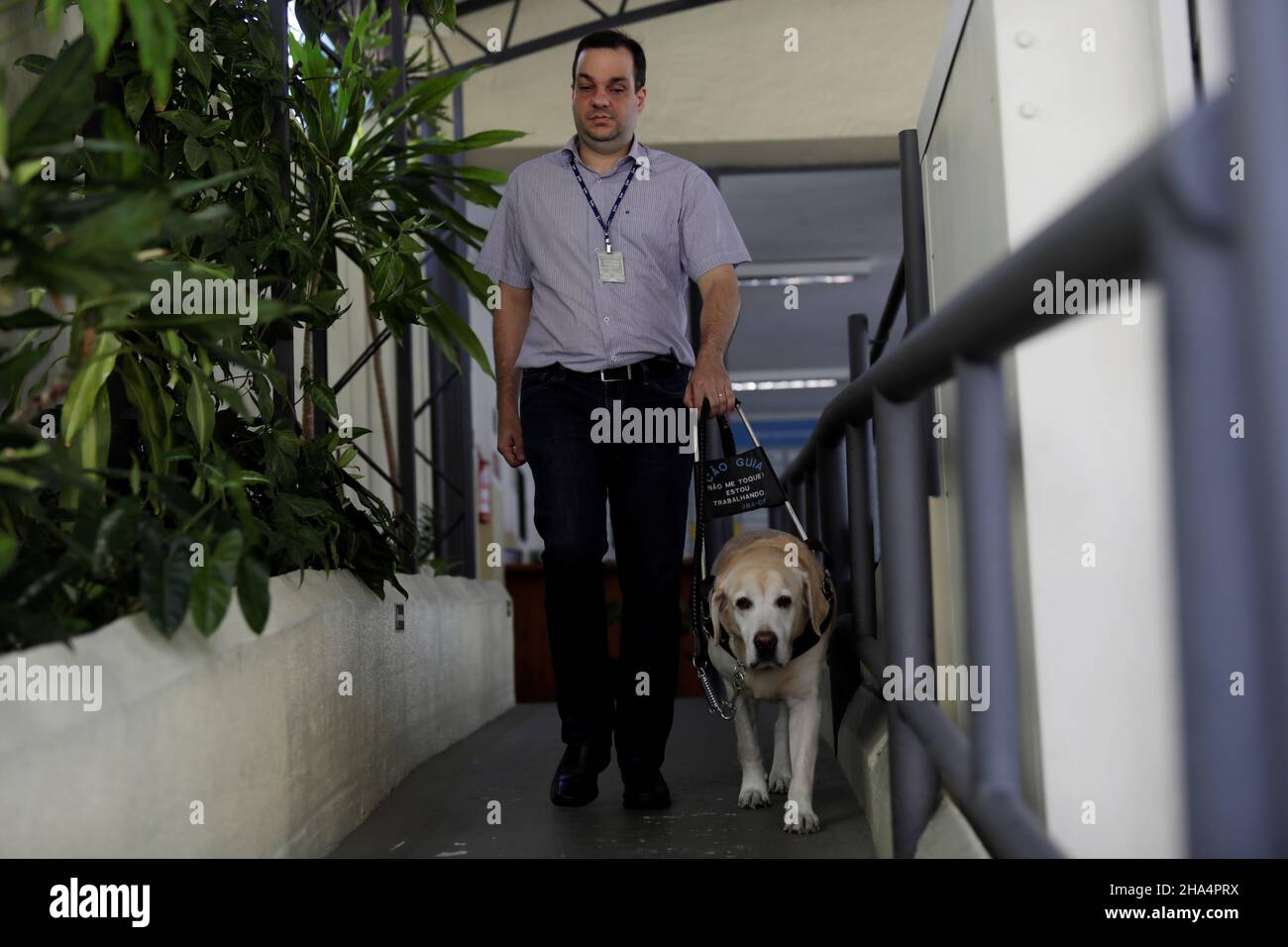 salvador, bahia, brasile - 20 marzo 2019: Ipovedenti usa un cane guida per muoversi nelle loro attività di lavoro nella città di Salvador. Foto Stock