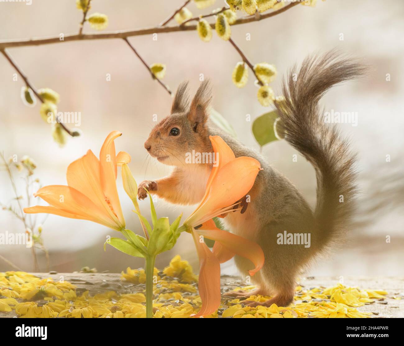 lo scoiattolo rosso si trova dietro i gigli arancioni Foto Stock