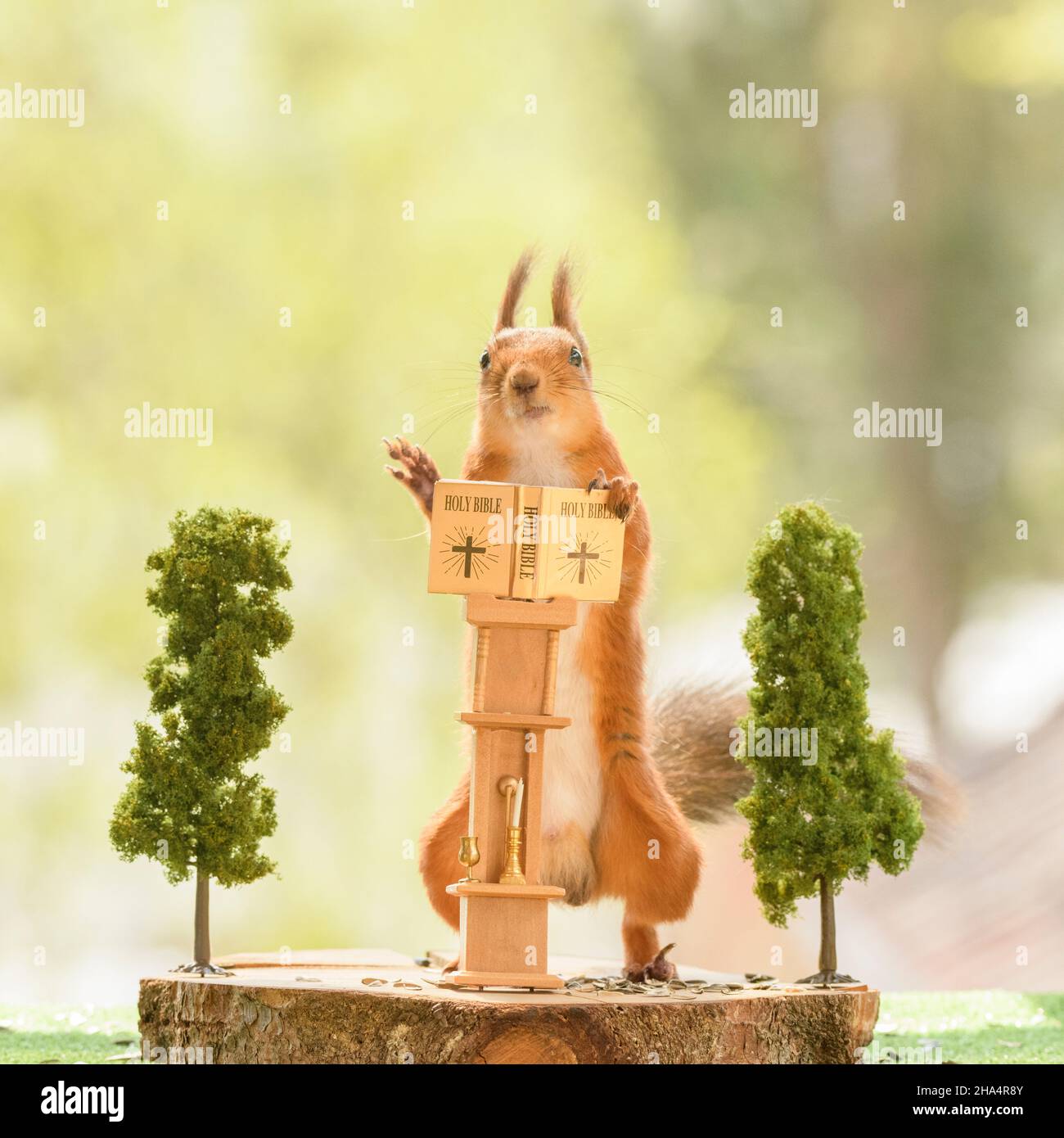 lo scoiattolo rosso sta leggendo una bibbia con una tazza nelle mani Foto Stock