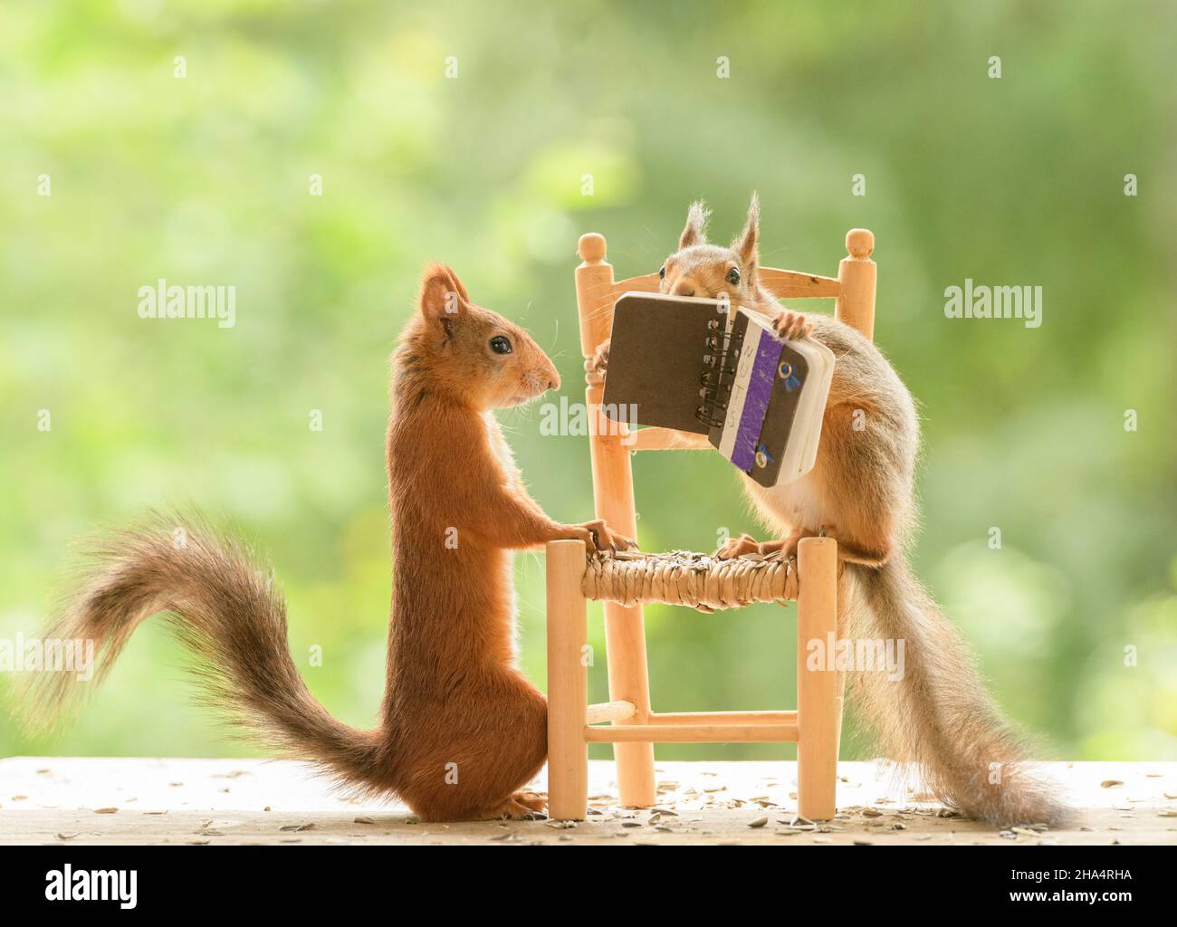 Gli scoiattoli rossi sono in piedi su una sedia con un libro immagini e  fotografie stock ad alta risoluzione - Alamy