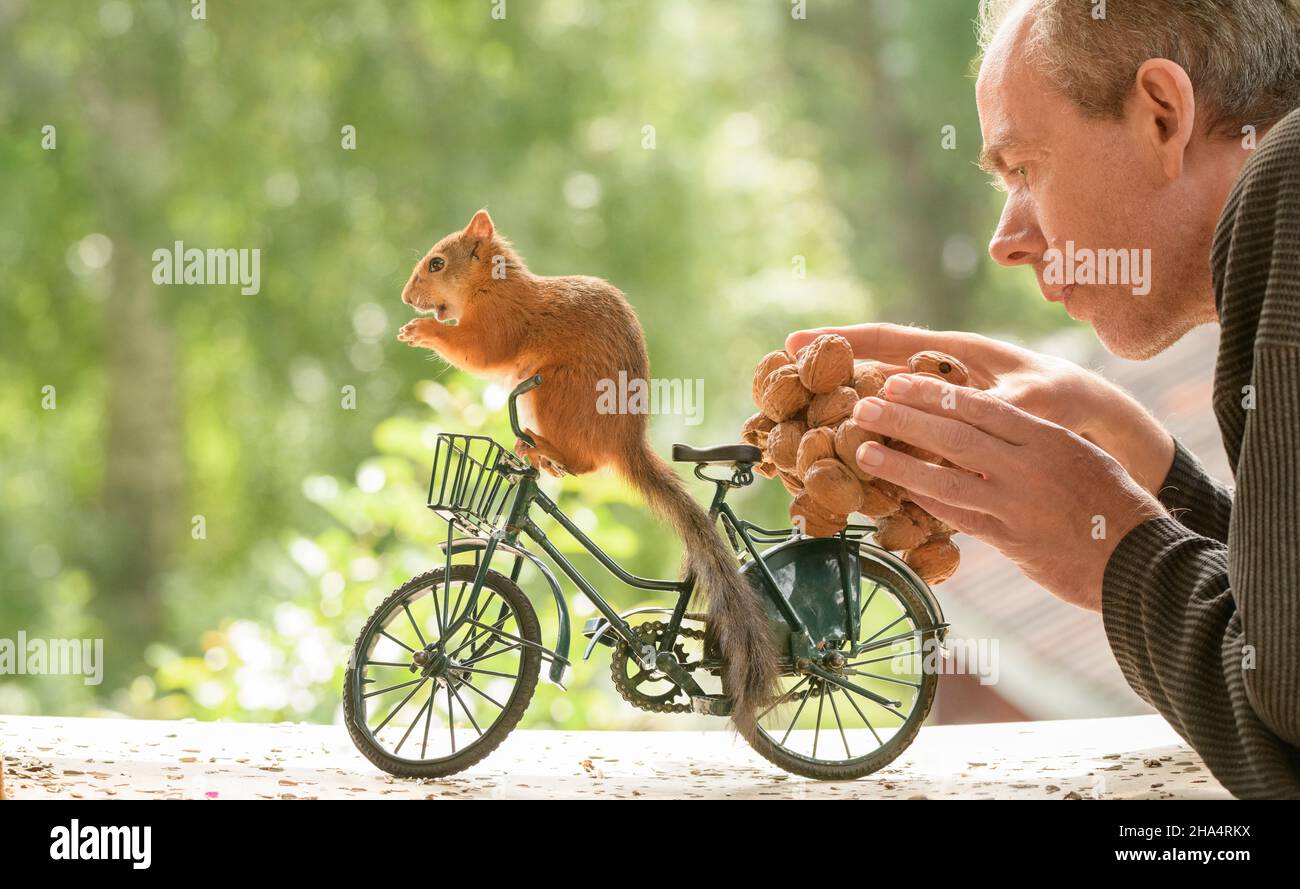 scoiattolo rosso e uomo stanno portando un mazzo di noci su una bicicletta Foto Stock