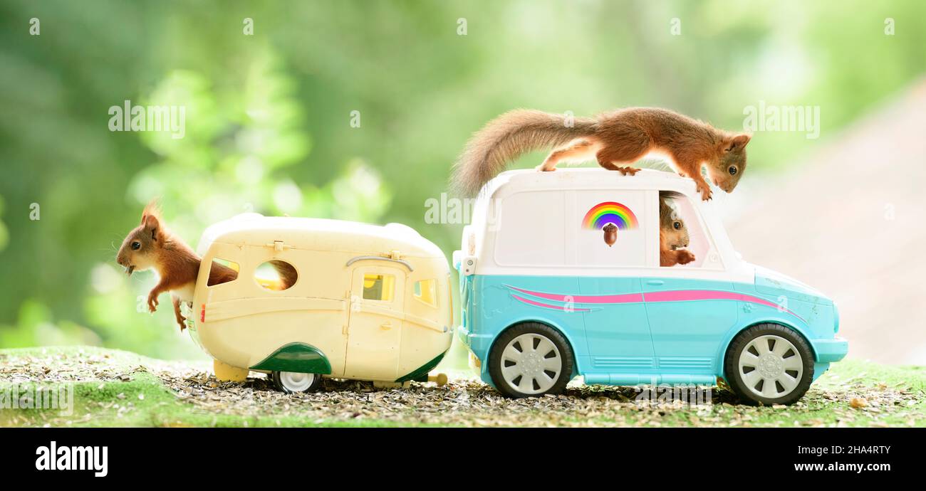 gli scoiattoli rossi sono in piedi in un'auto con una casa auto Foto Stock