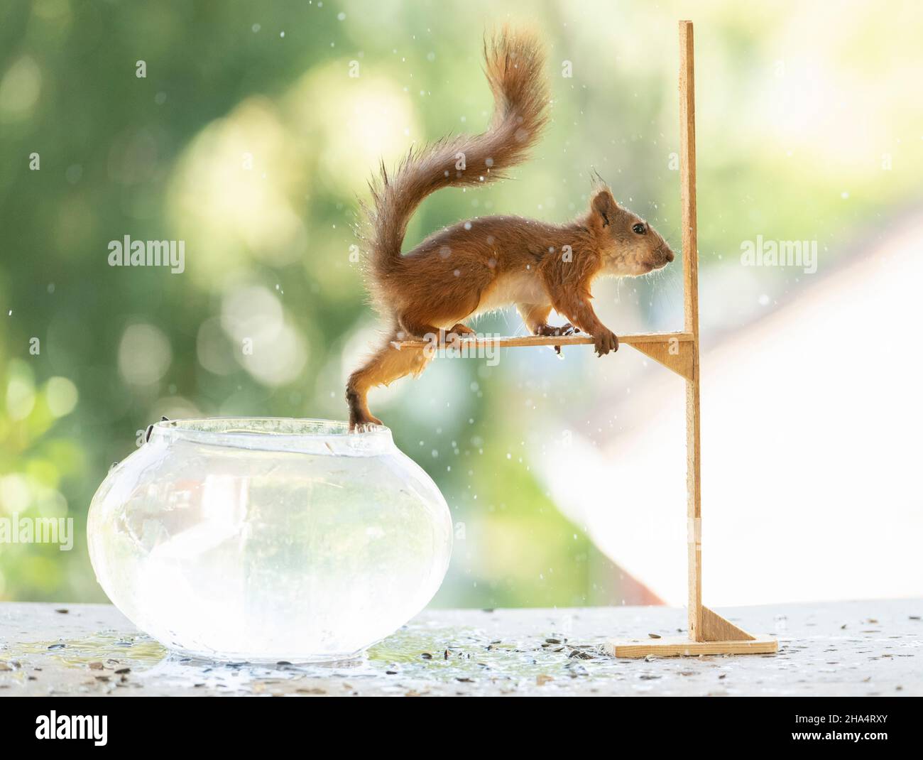 il giovane scoiattolo rosso sta arrampicando fuori una ciotola di pesce Foto Stock