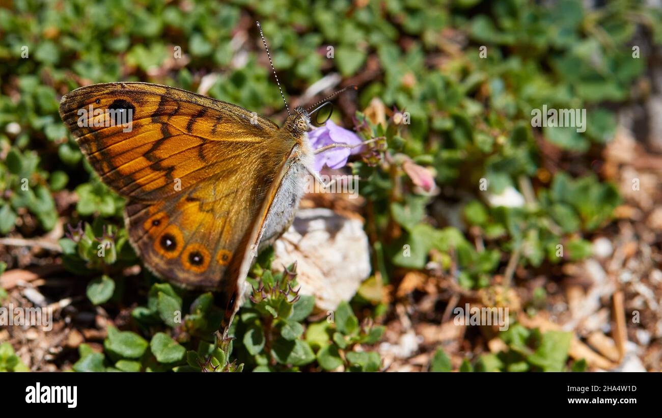 grecia,isole greche,isole ionie,cefalonia,montagna,enos,cima,macro shot di una farfalla sul fiore Foto Stock
