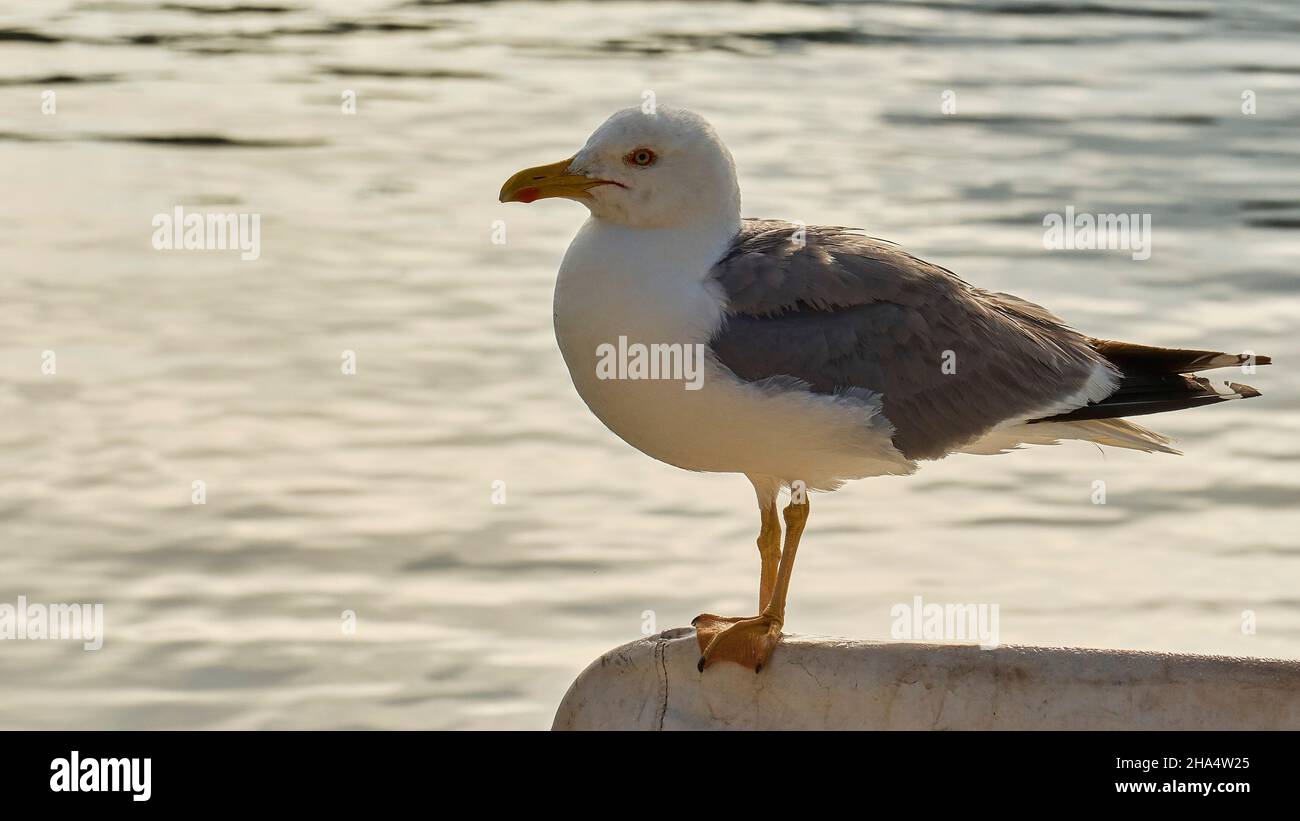 grecia,isole greche,isole ionie,cefalonia,fiskardo,umore del mattino,cielo parzialmente nuvoloso,vicino gabbiano,sullo sfondo acqua grigia Foto Stock