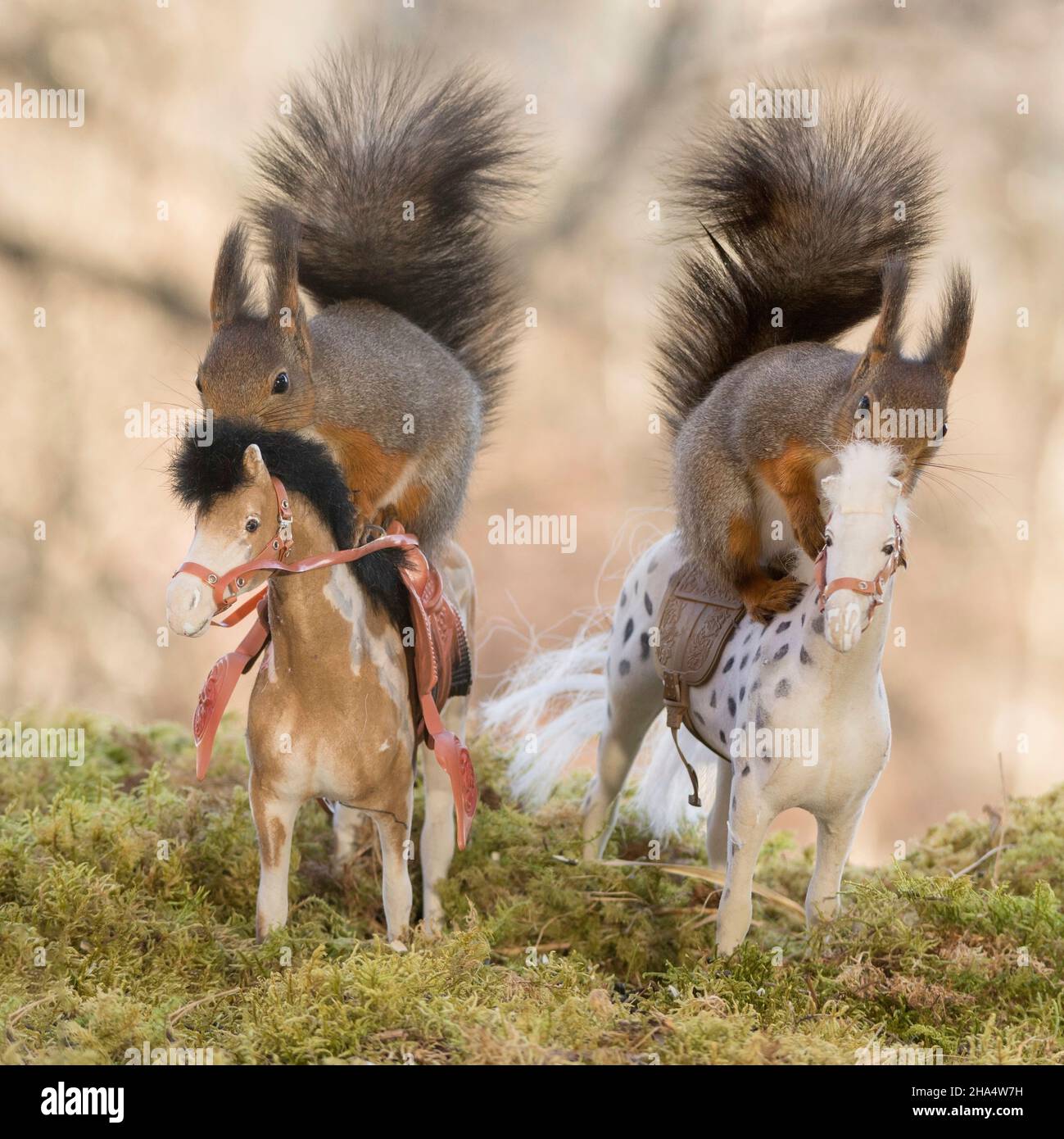 profilo e primo piano di scoiattoli rossi in piedi sui cavalli Foto Stock