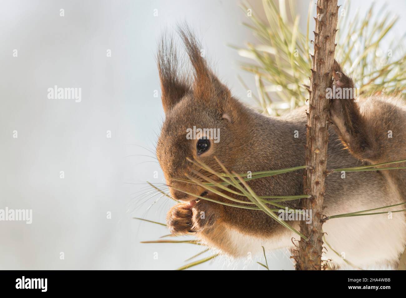 Profilo e close up di scoiattolo rosso tenendo premuto su di un ramo con la gamba in alto Foto Stock