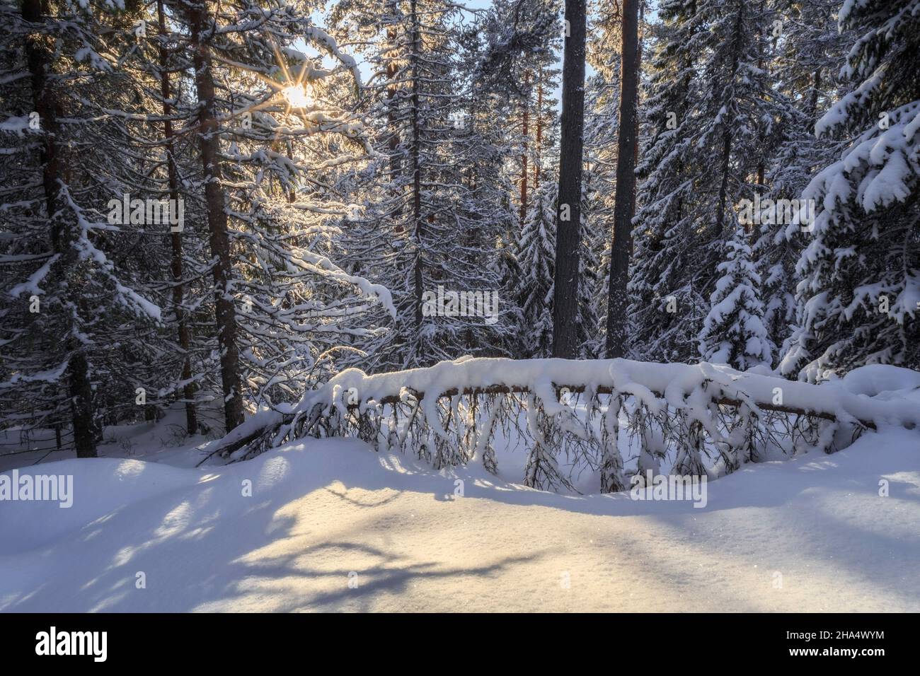 albero cadente, sole raes con neve in una foresta, inverno, paesaggio di montagna durante il giorno Foto Stock