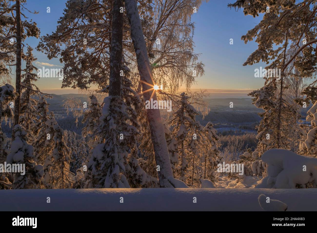 alberi con neve in una foresta, inverno, paesaggio di montagna durante il giorno con il sole flare Foto Stock