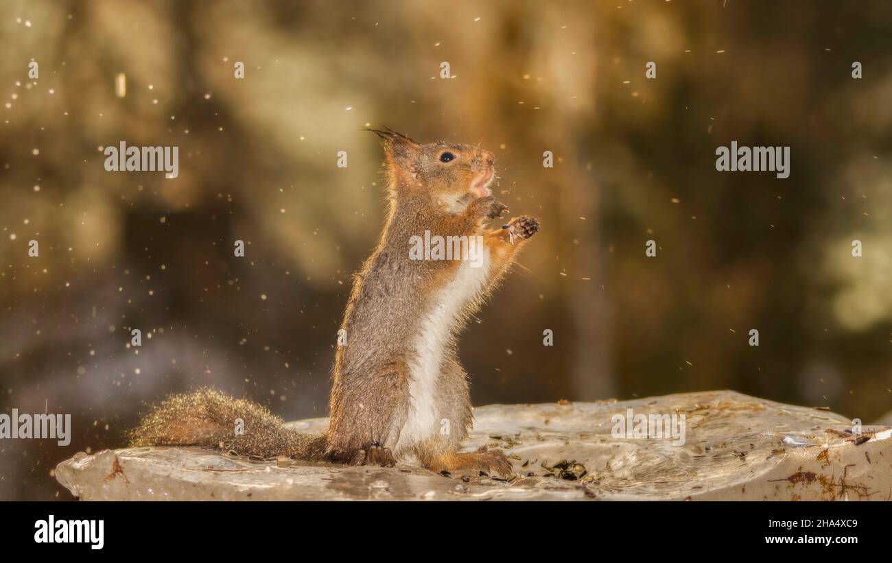 Scoiattolo rosso in piedi sul ghiaccio con alcuni spruzzi d'acqua portata fuori Foto Stock