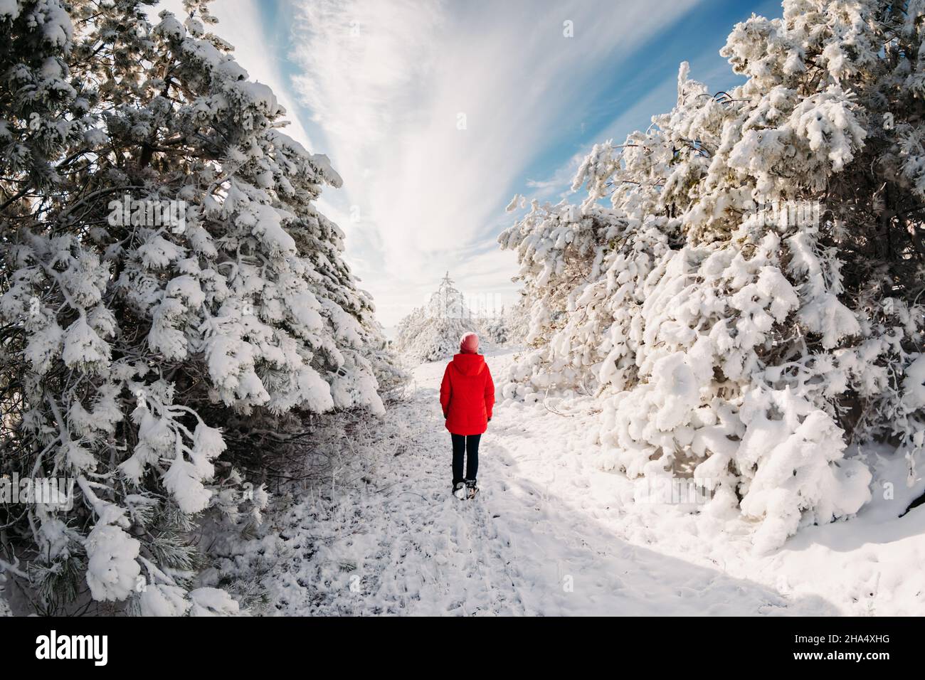 Donna sola in piedi con alberi nevosi nella foresta invernale. Viaggi di Natale Foto Stock