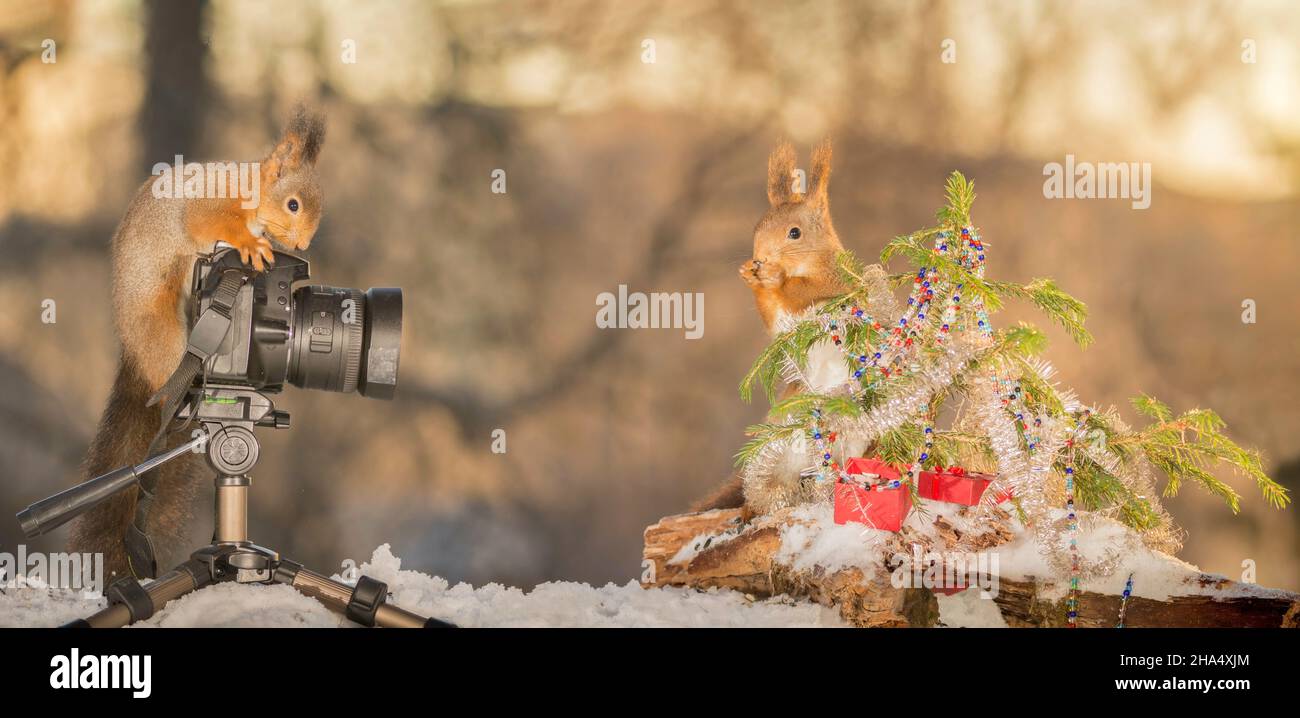 Scoiattolo rosso permanente sulla neve con una foto fotocamera Foto Stock