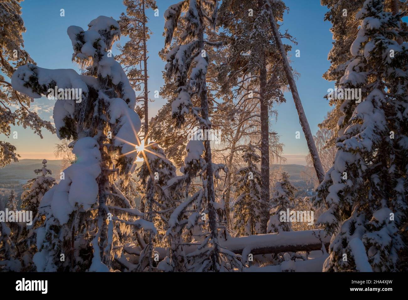 alberi con neve in una foresta, inverno, paesaggio di montagna durante il giorno con il sole flare Foto Stock