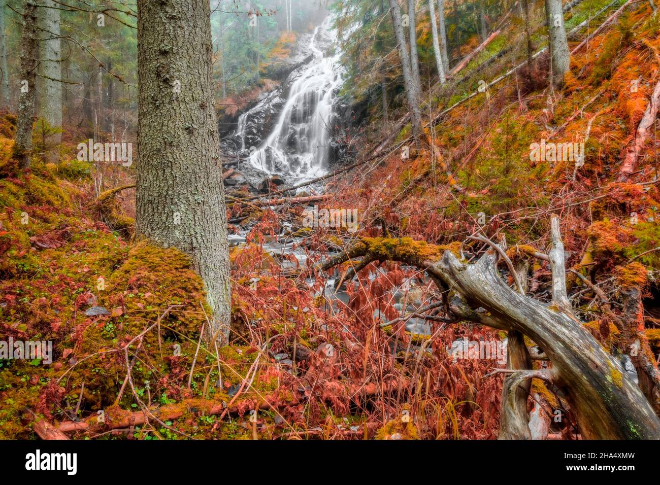 alberi cadenti con una cascata in una foresta, paesaggio autunnale in toni rossi Foto Stock