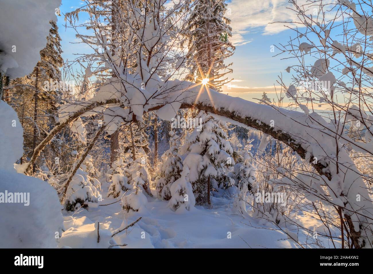alberi con neve in una foresta, inverno, paesaggio di montagna durante il giorno con il sole flare Foto Stock