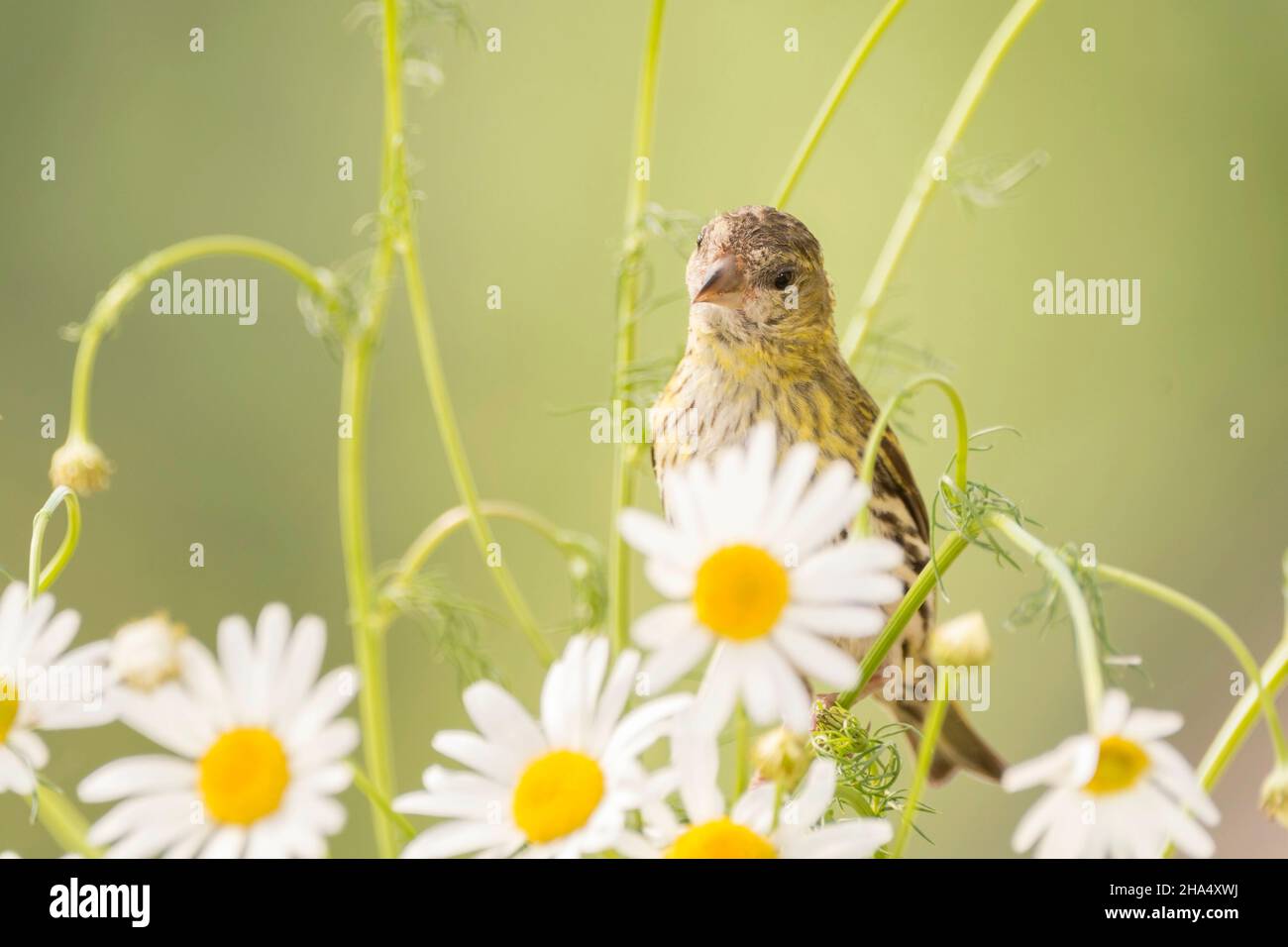 primo piano di un uccello sul ramo con fiori che guardano verso il basso Foto Stock