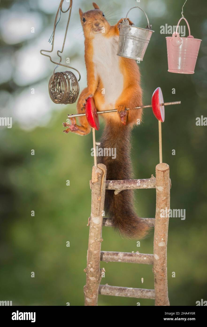 Gli scoiattoli rossi permanente di asta di ferro e stailrs tenendo una benna guardando il visore Foto Stock