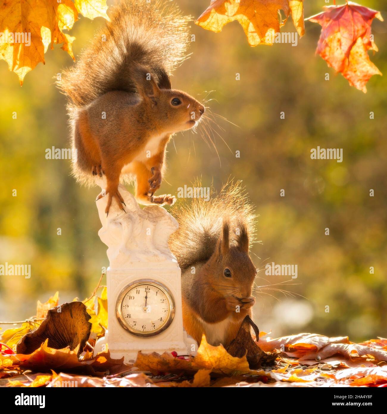 Close up gli scoiattoli rossi in piedi con un orologio impostato su dodici ore di Foto Stock