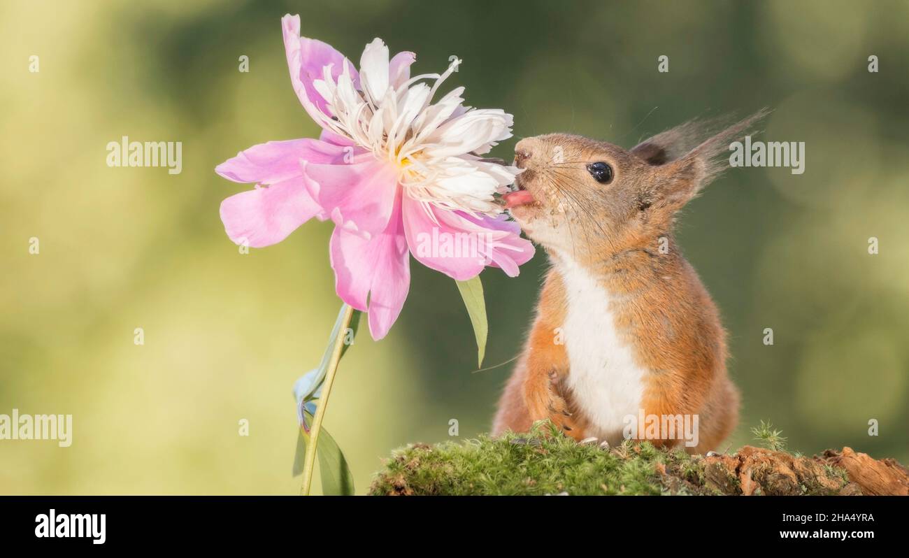 Close up di scoiattolo rosso in piedi con fiore prendendo un seme con linguetta Foto Stock
