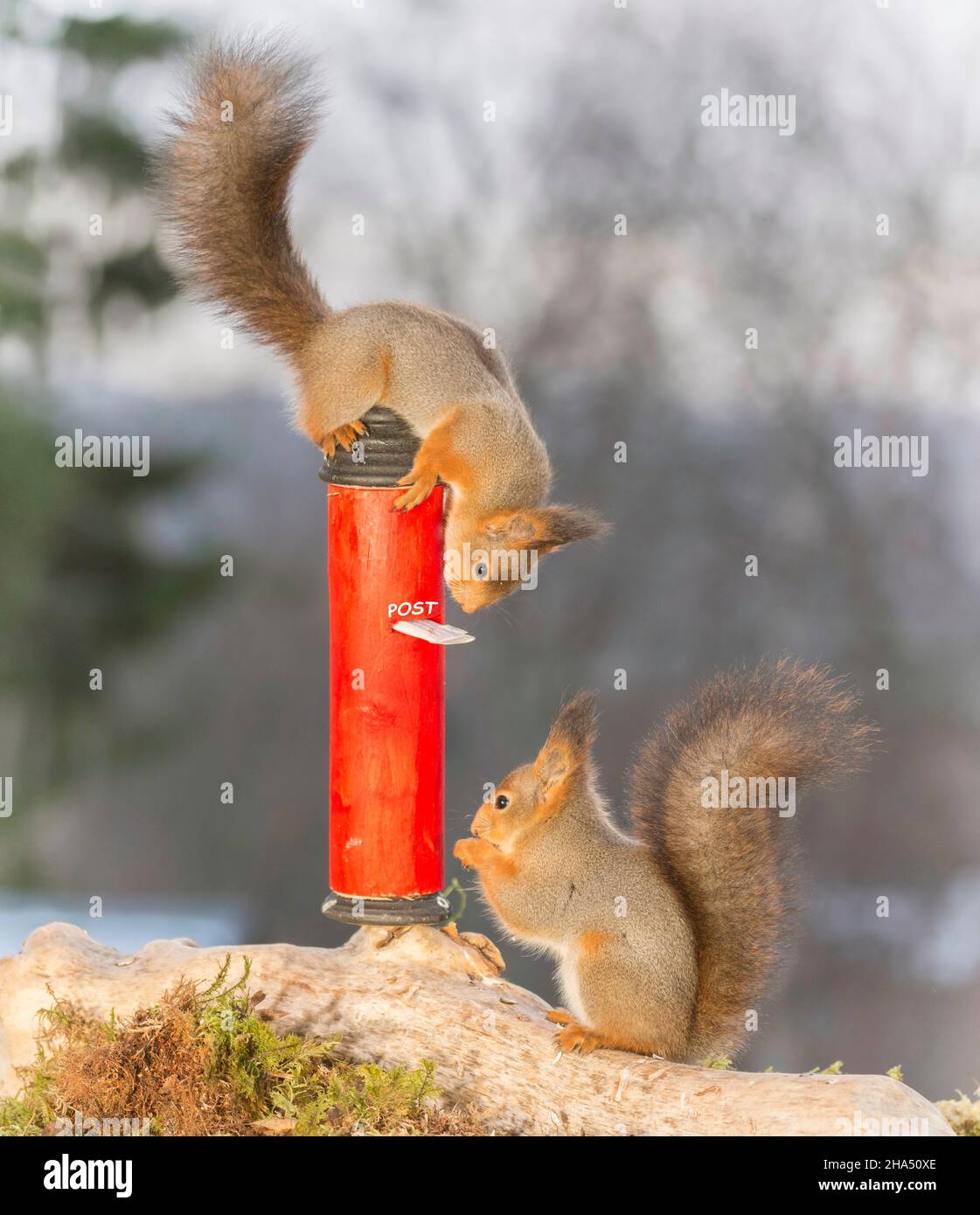 Gli scoiattoli rossi permanente sulla e sotto una buca delle lettere Foto Stock