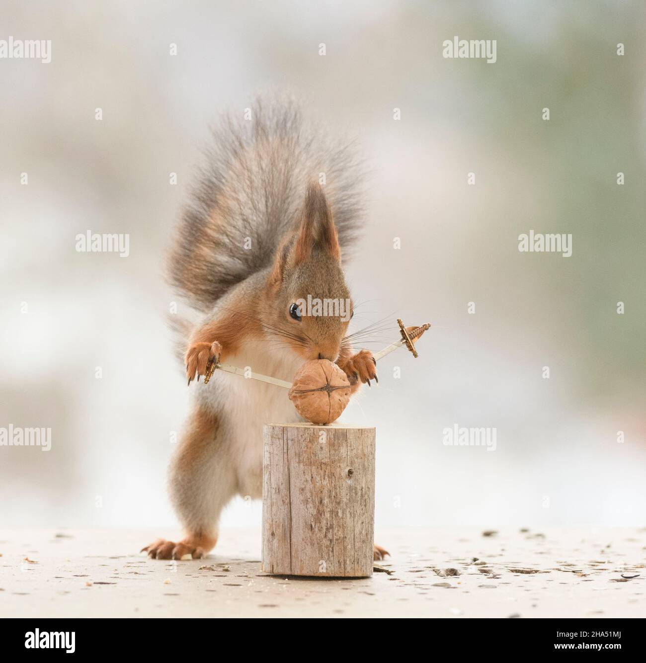 lo scoiattolo rosso tiene una binda con una noce Foto Stock