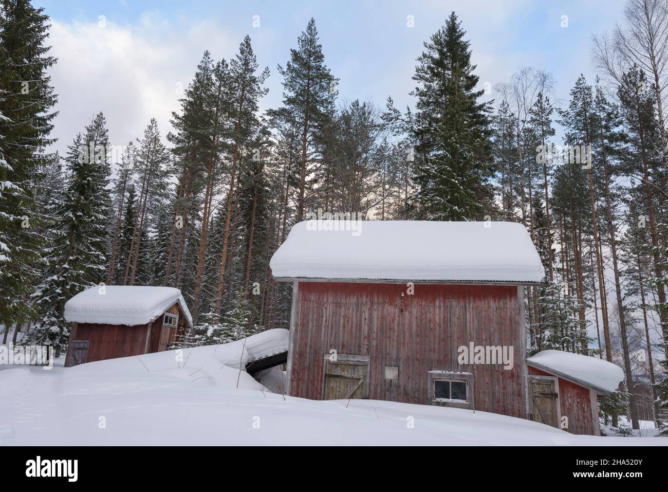 cottage si trova in piedi in un paesaggio forestale svedese inverno Foto Stock