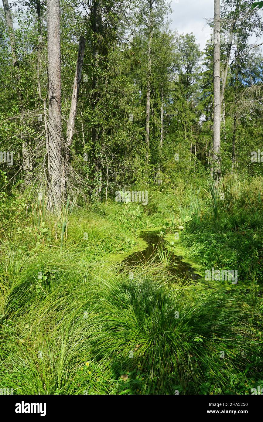 In foresta profonda. Selvaggio naturale boschi densi sfondo naturale. Knyszyn Forest, Polonia, Europa. Foto Stock