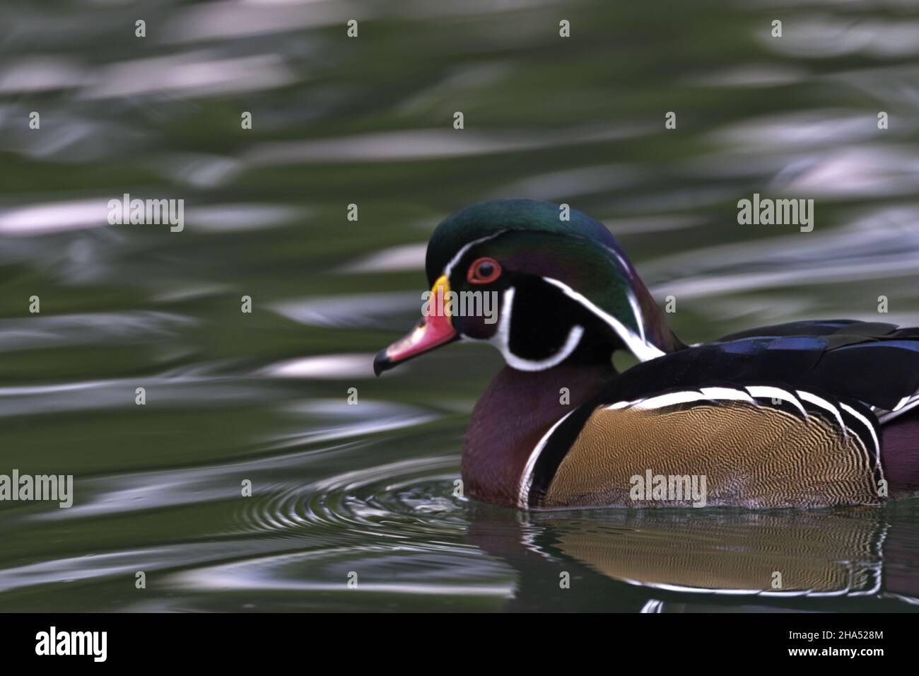 Colourful, maschio di anatra di legno singolo con disegno di piumaggio impressionante nuota nell'acqua nell'immagine orizzontale con lo spazio di copia a sinistra e in alto Foto Stock