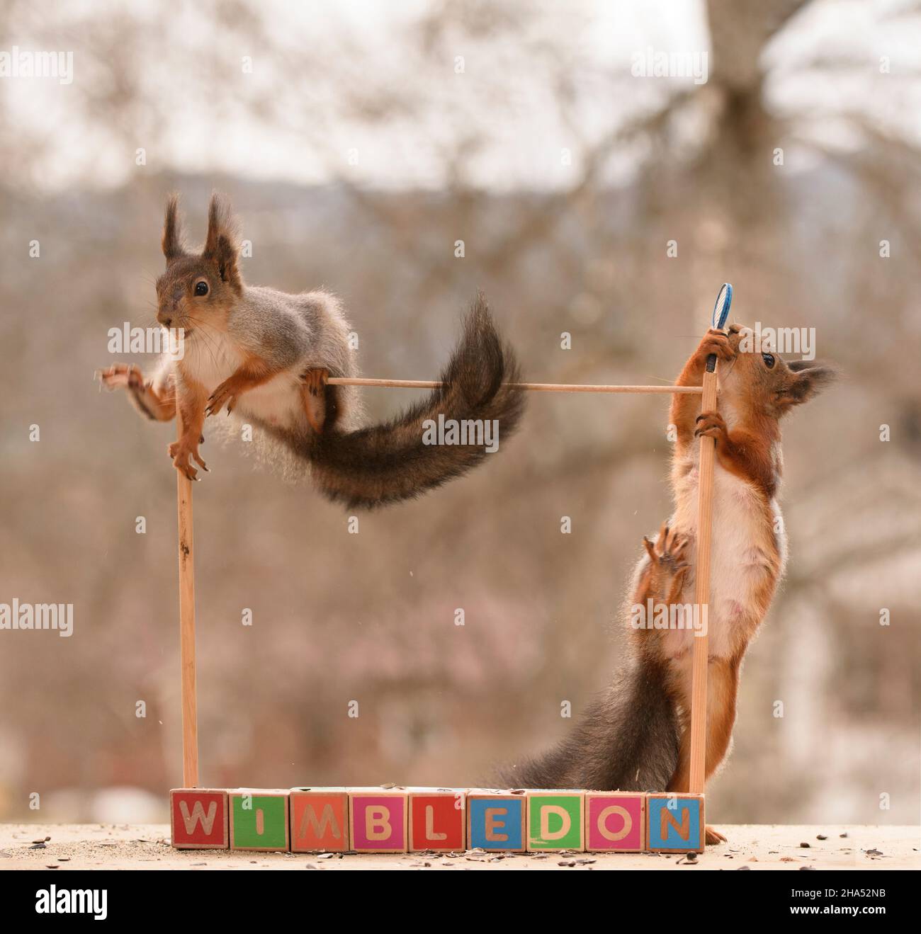 scoiattoli rossi stanno salendo dai blocchi di testo di wimbledon Foto Stock