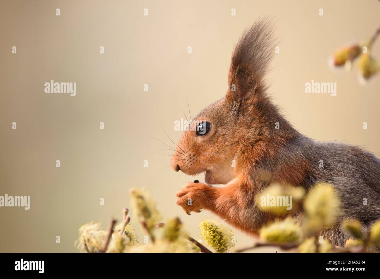 scoiattolo rosso è in piedi dietro i rami del salice del fiore Foto Stock