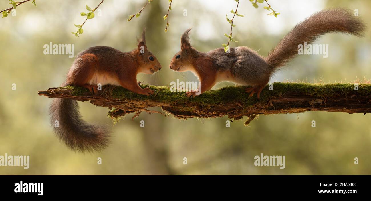 gli scoiattoli rossi si guardano l'un l'altro da un ramo di muschio Foto Stock