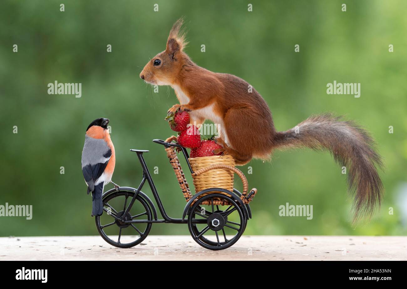 lo scoiattolo rosso con il finnolo è in piedi su un ciclo con le fragole Foto Stock