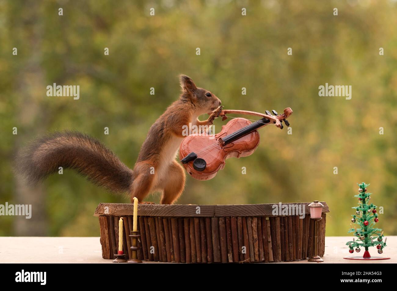 scoiattolo rosso sta tenendo un violino Foto Stock