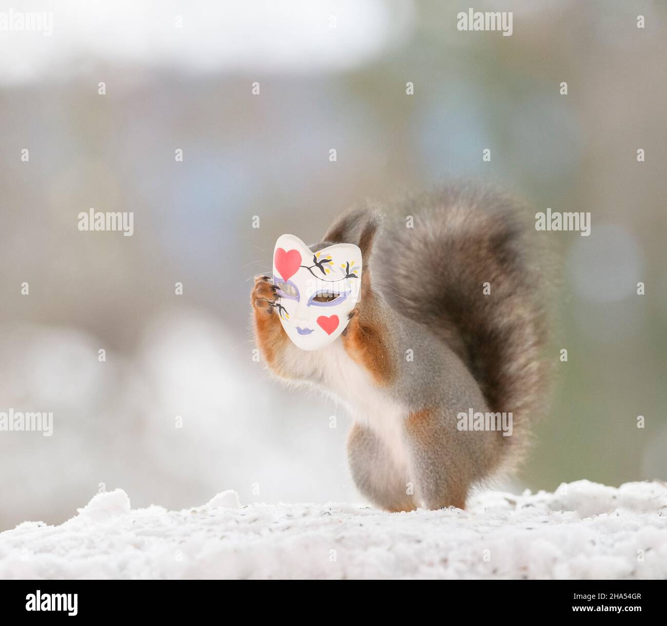 lo scoiattolo rosso tiene una maschera nella neve Foto Stock