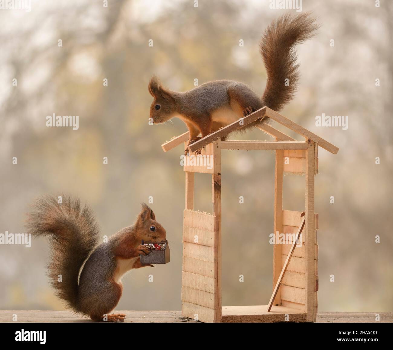 due scoiattoli rossi stanno costruendo una casa Foto Stock