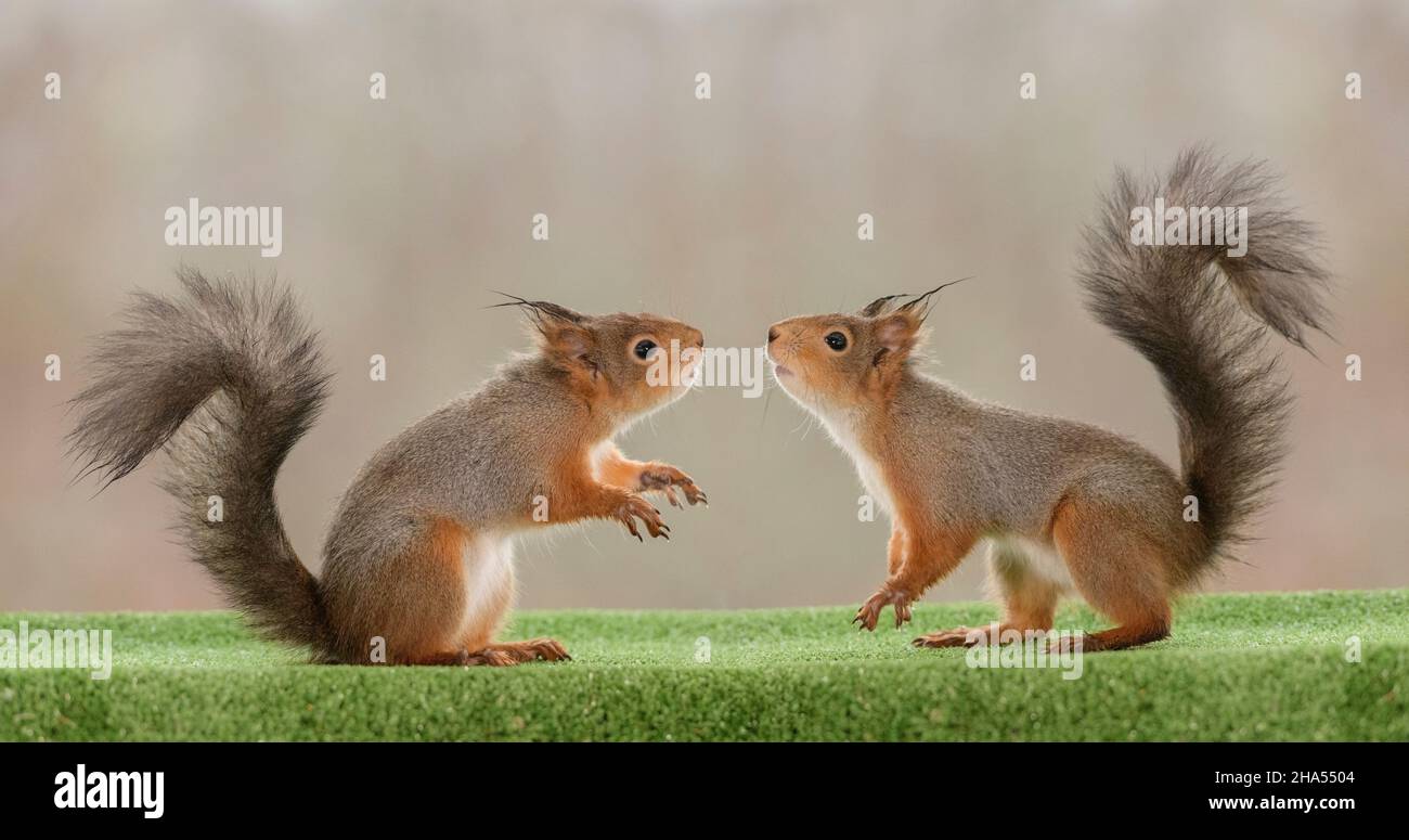 gli scoiattoli rossi sono in piedi su erba che fiutava Foto Stock