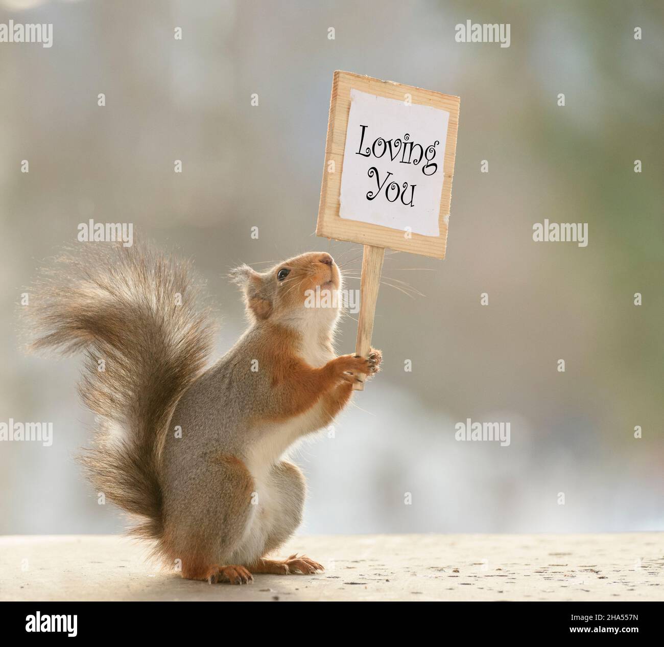 lo scoiattolo rosso sta tenendo un segno con amarti Foto Stock