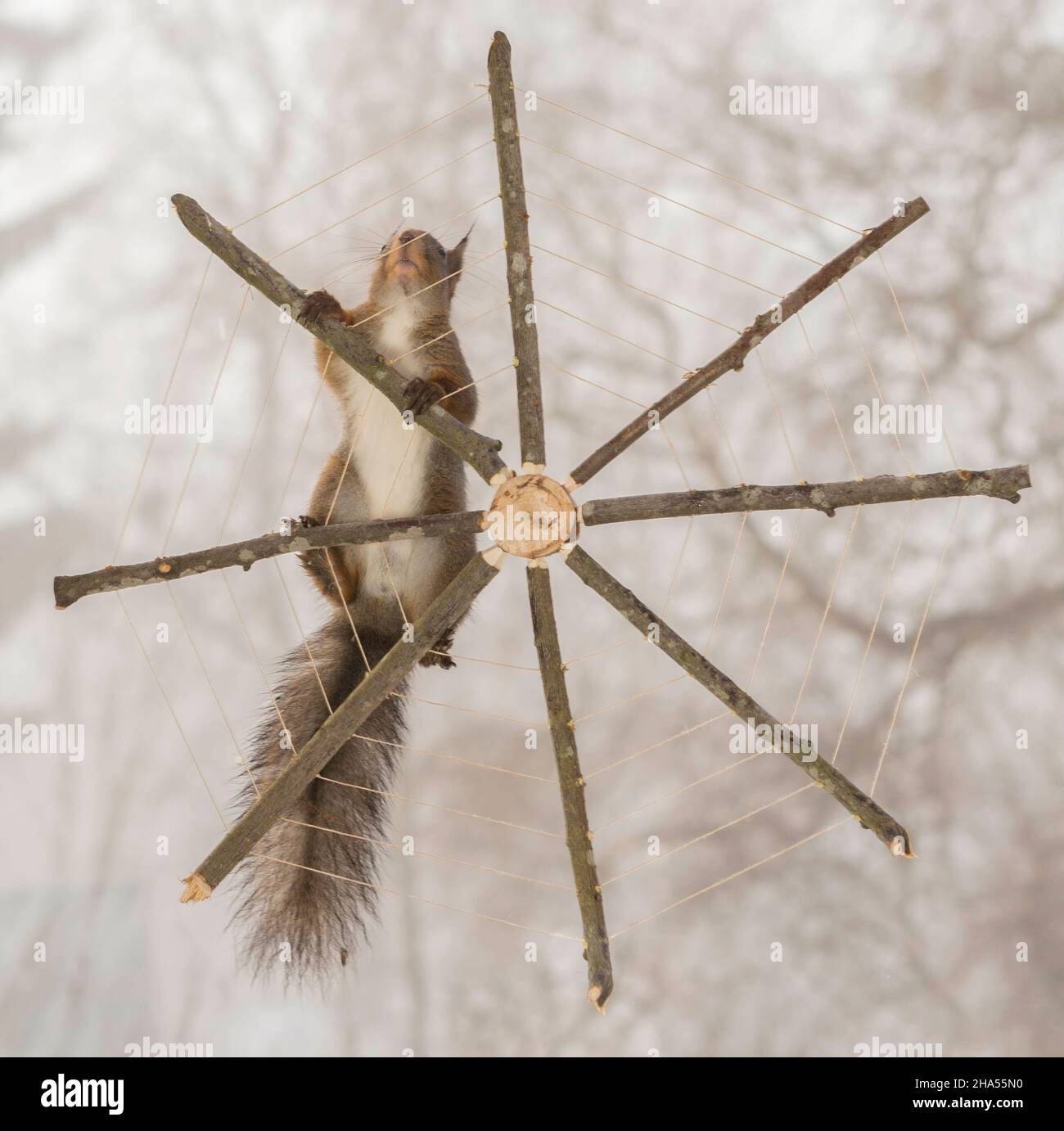 Close up di scoiattolo rosso salendo una spider web Foto Stock