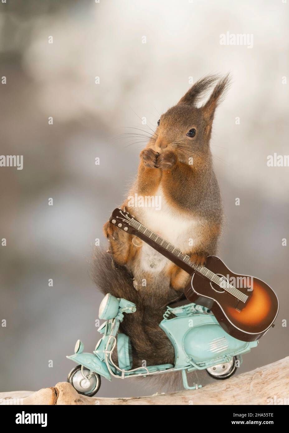 Close up di scoiattolo rosso su un ciclo del motore e una chitarra Foto Stock