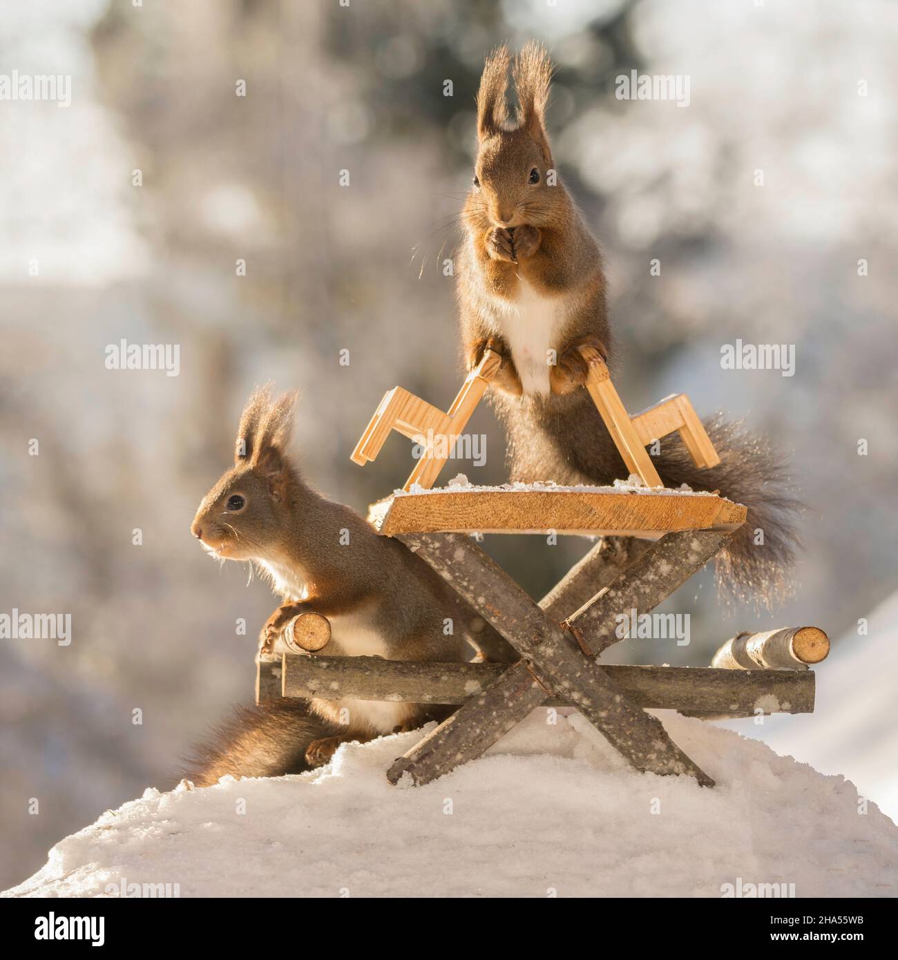 primo piano di scoiattolo rosso in piedi su e tra due scale guardando lo spettatore e un altro sotto il tavolo Foto Stock