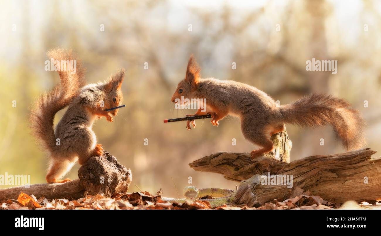 gli scoiattoli rossi stanno tenendo una bacchetta magica che guarda ciascuno altro Foto Stock