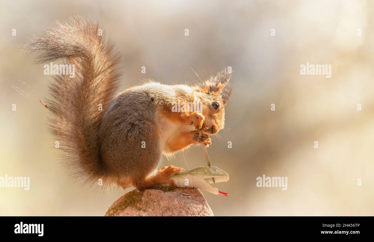 scoiattoli rossi sta tenendo una spada che la pugnala in un serpente Foto Stock