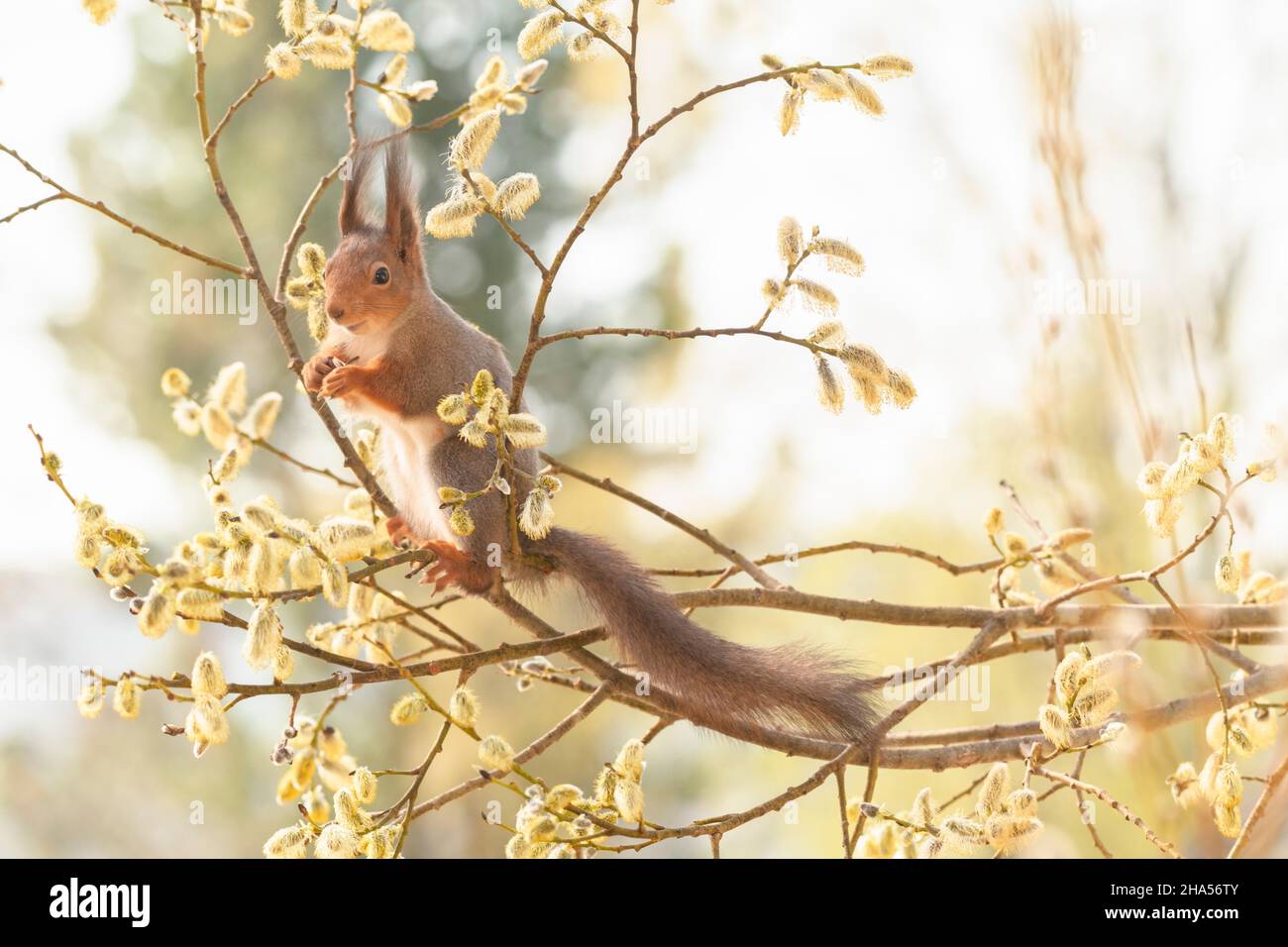 scoiattolo rosso è in piedi su rami salici con fiori Foto Stock