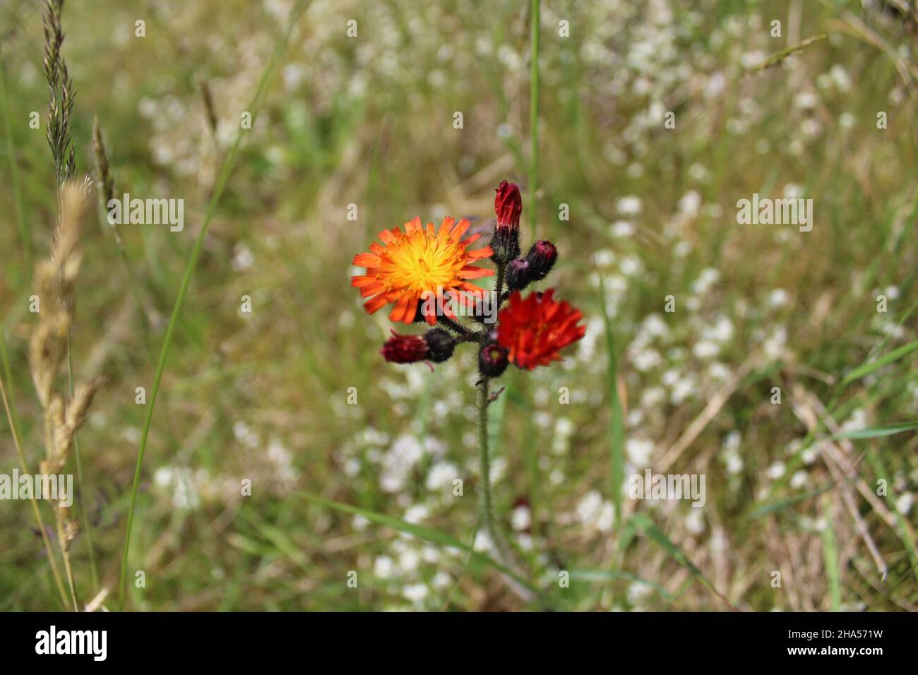 Fiore giallo, arancio e rosso di alghe in un prato di erba alta (Scozia) Foto Stock
