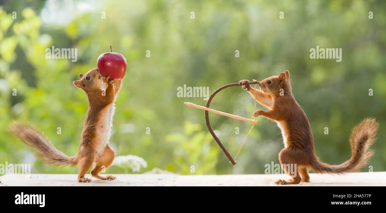 scoiattoli rossi con arco, freccia e mela Foto Stock